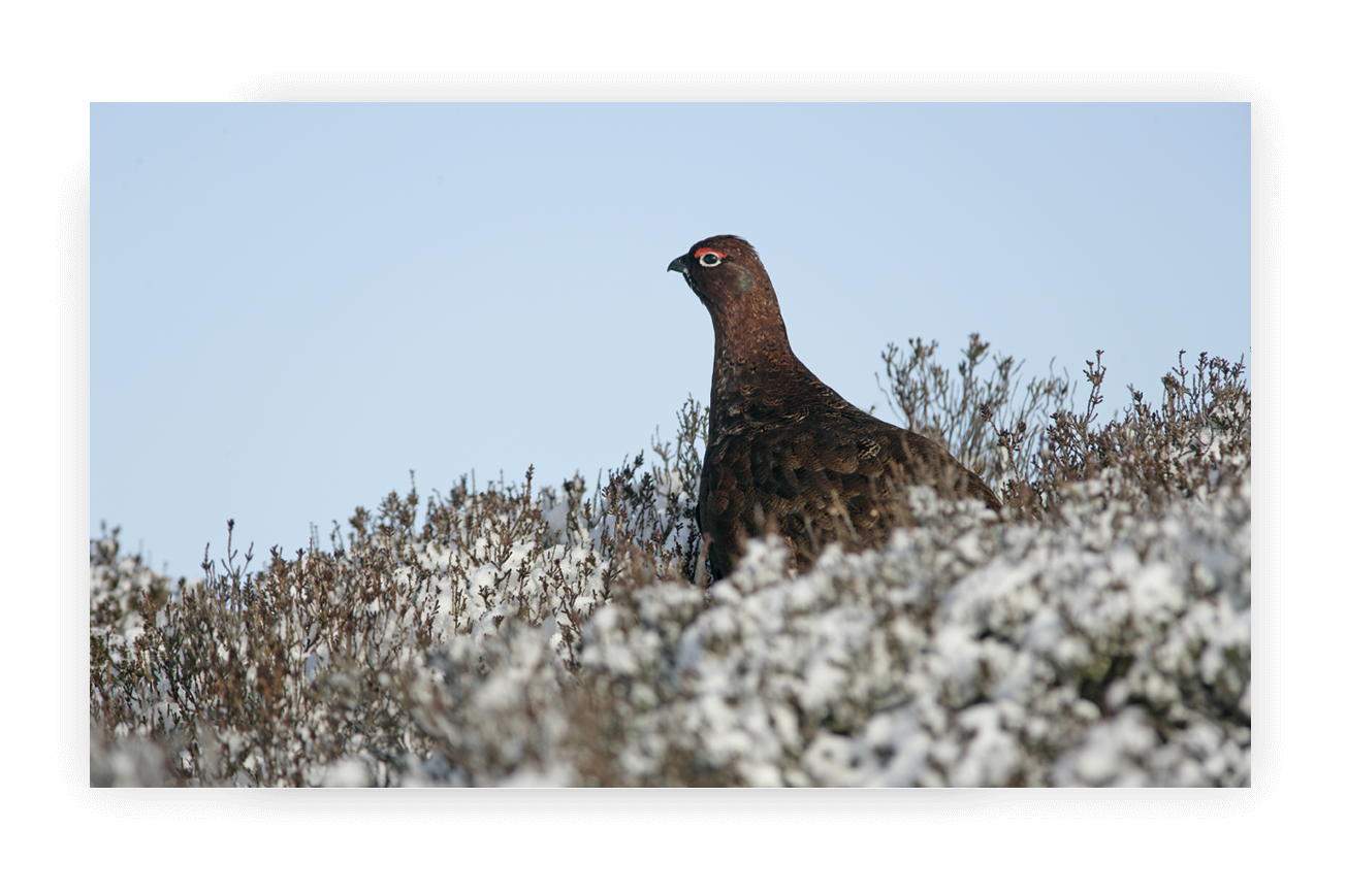 grouse
